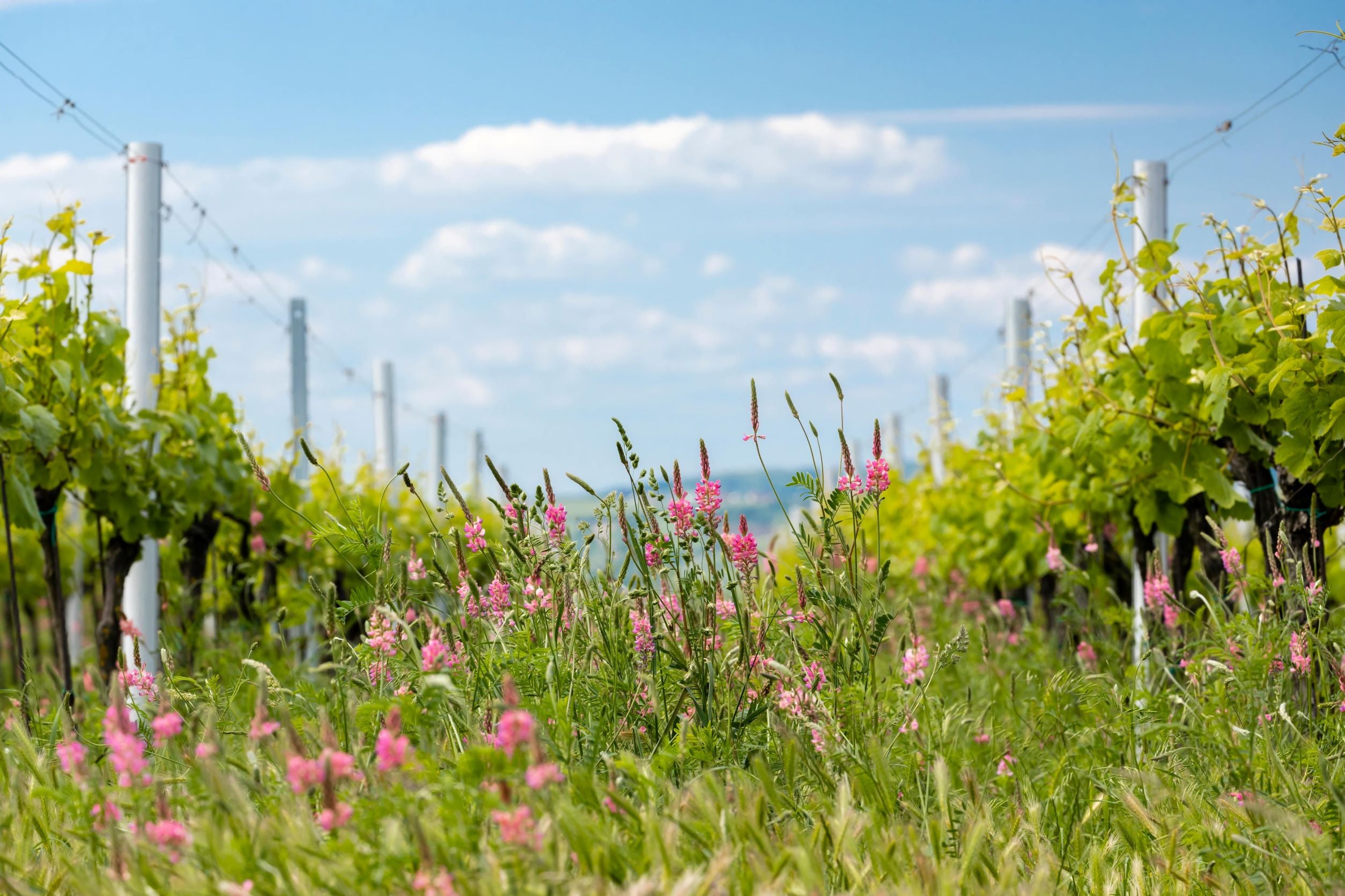 Defining Organic, Biodynamic & Natural Wine