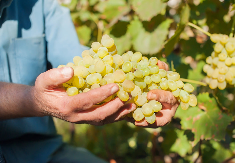 A vineyard worker holding freshly harvested white grapes in the sunlight, showcasing the quality and ripeness of the fruit used for winemaking.