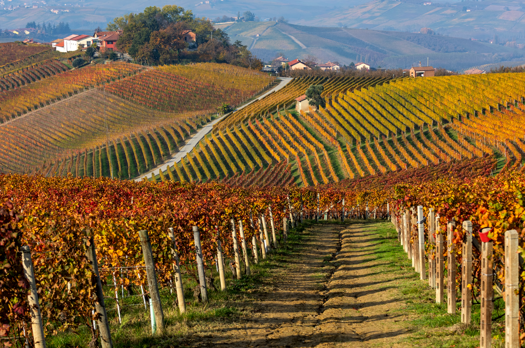 Top 5 Wines to Drink this October