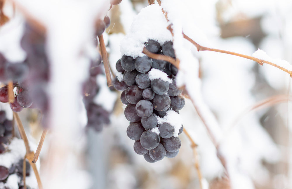 Close-up of ripe grapes covered in snow, symbolizing the best wines to enjoy in February—warming reds and elegant whites perfect for winter evenings.