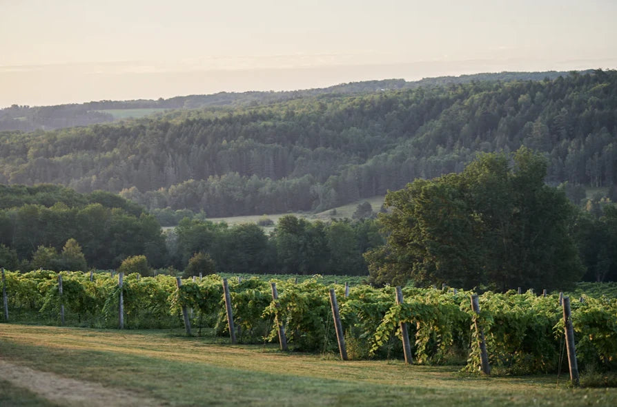 Benjamin Bridge Vineyard at sunrise