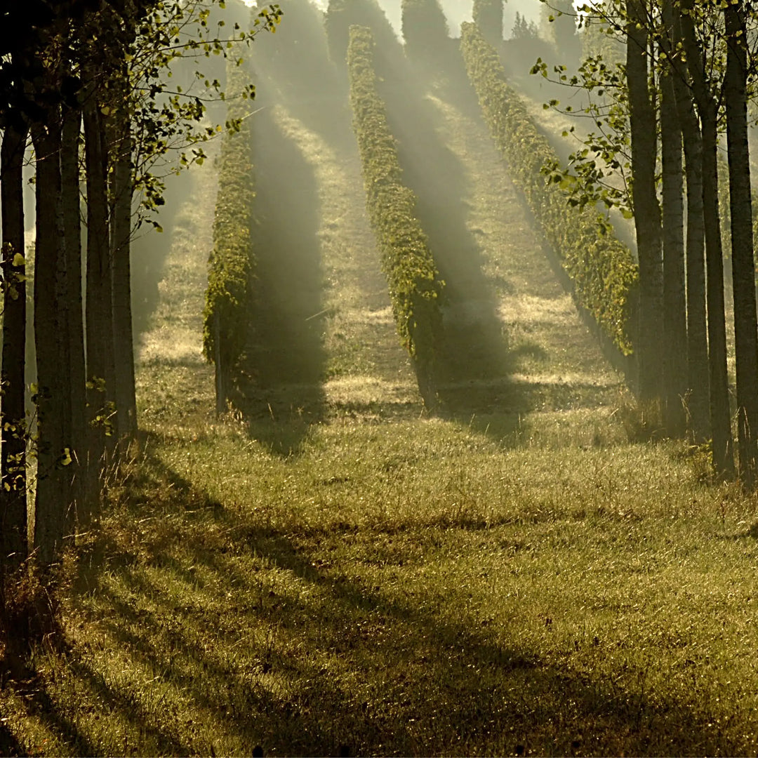 A photo of the Cailleteau Bergeron Vineyard with sun illuminating the hills.