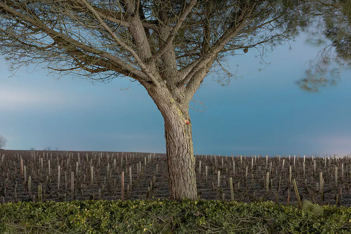 2016 Chateau Calon Segur, Marquis de Calon