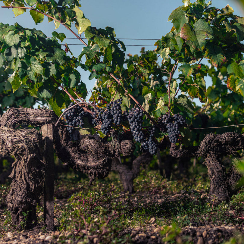 Close-up view of ripe grape clusters hanging from vines in the Château Talbot vineyard, surrounded by lush green leaves.