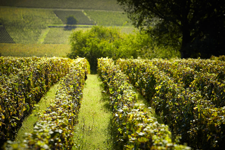 2020 Domaine Nudant, Volnay 1er Cru 'Les Santenots'