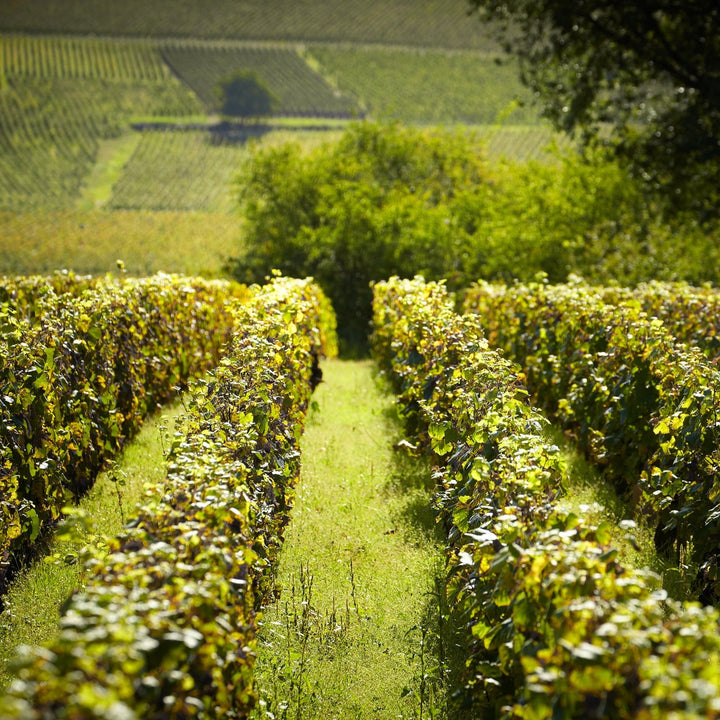 2022 Domaine Nudant, Ladoix White 1er Cru Les Gréchons