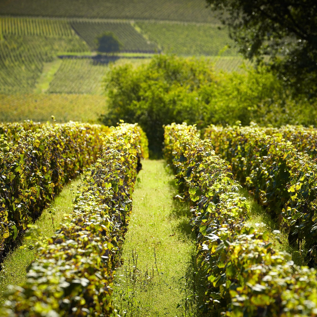 2020 Domaine Nudant, Ladoix Chardonnay