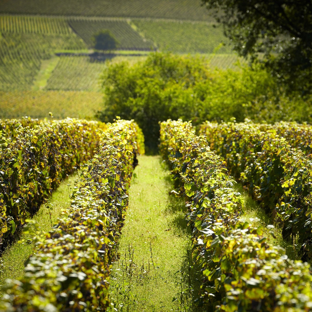 2021 Domaine Nudant, Nuits Saint Georges