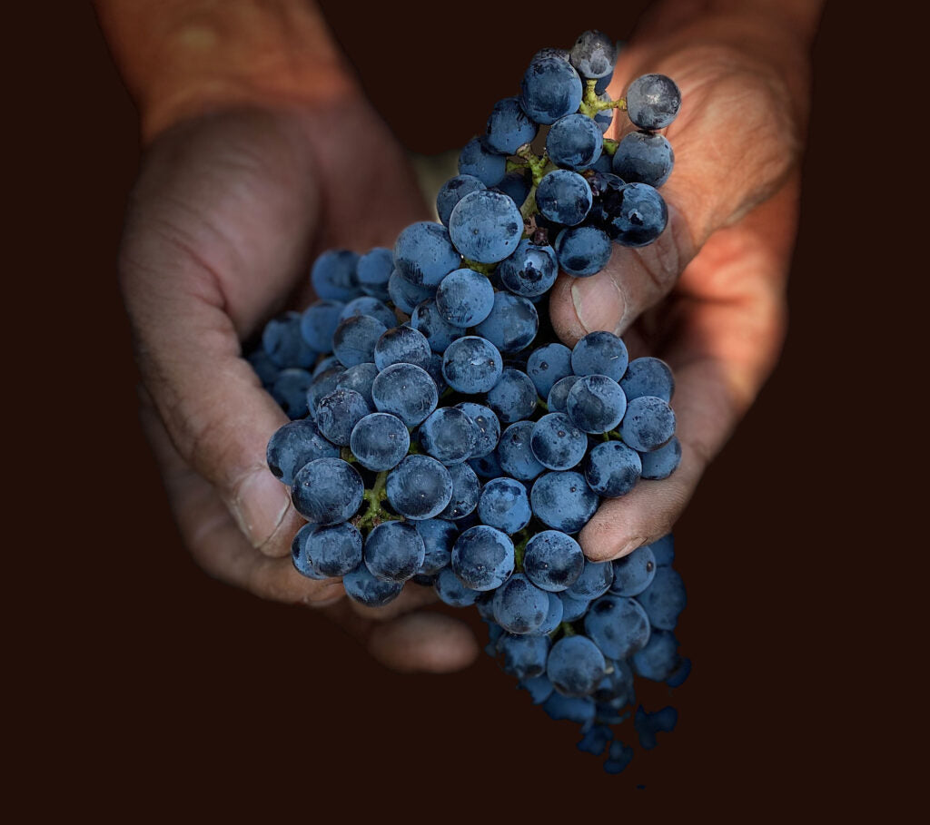 Hands holding red grapes from Dominus vineyard