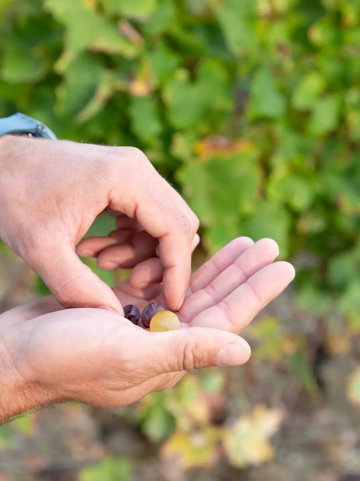 A close-up of a winemaker's hands carefully inspecting a selection of ripe and unripe grapes in a vineyard.