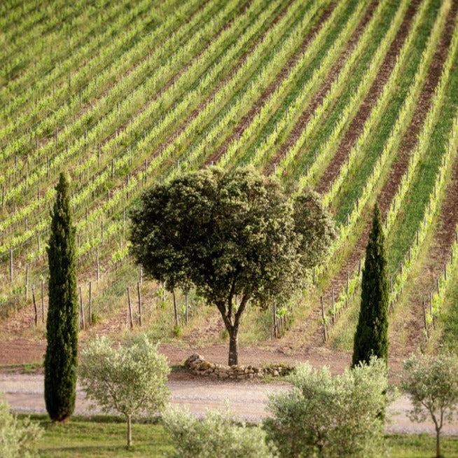 2019 Conti di San Bonifacio, Monteregio