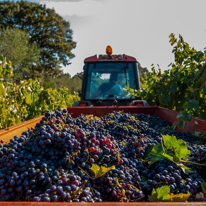 Monte Tessa Grapes in a tractor 