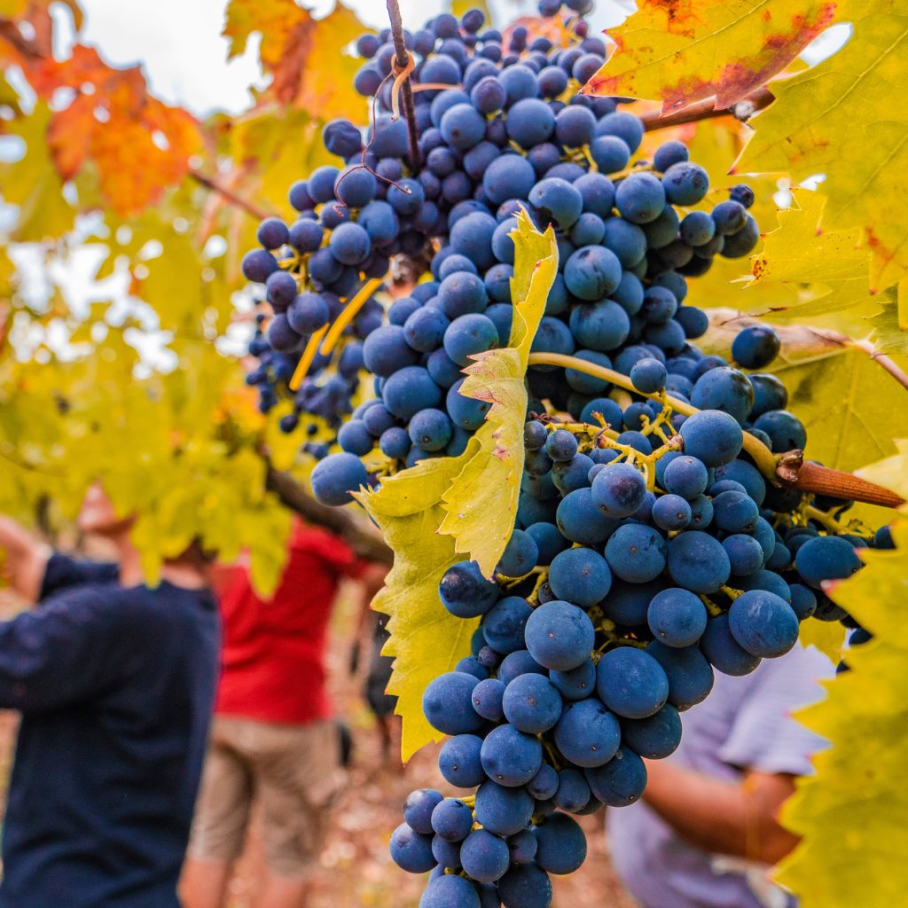 Red grapes from Monte Tessa Vineyard