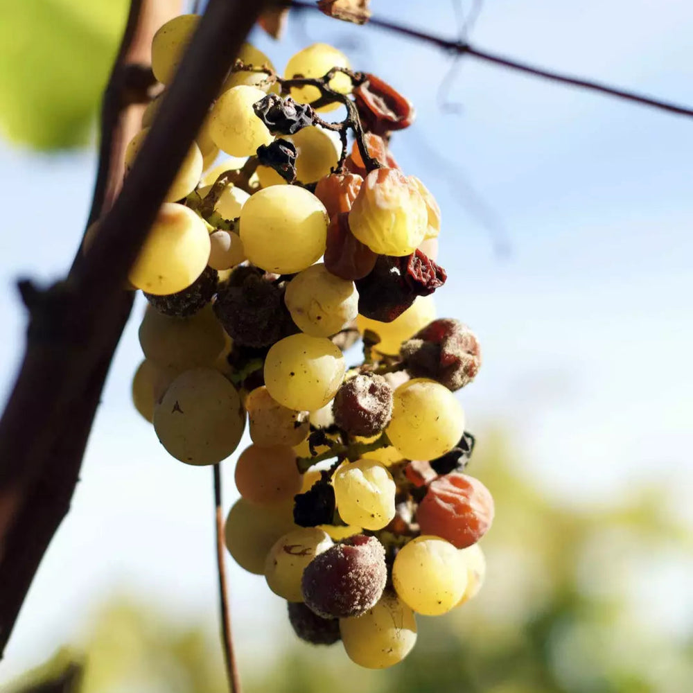 A cluster of golden grapes on the vine affected by noble rot (Botrytis cinerea), essential for producing sweet wines.