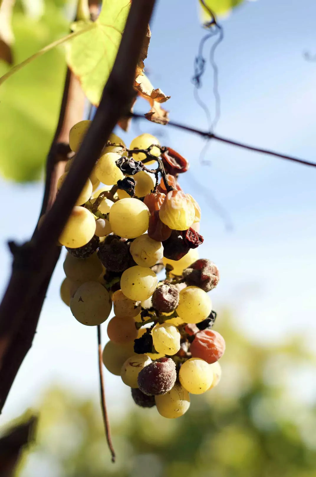 A cluster of golden grapes on the vine affected by noble rot (Botrytis cinerea), essential for producing sweet wines.