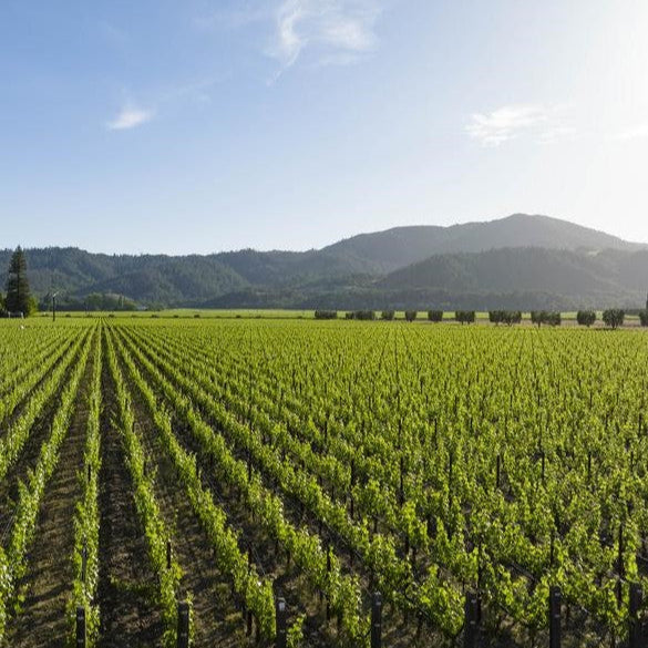 Expansive vineyard rows at Opus One Winery, with lush greenery under a clear sky and rolling hills in the background.