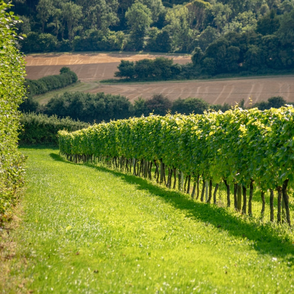 A photo of Roebuck English Sparkling wine vineyard on a sunny day