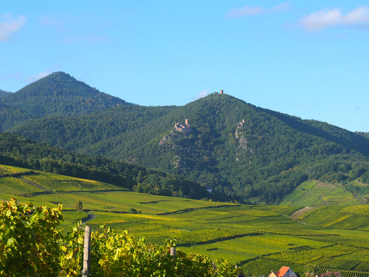 2013 Cave de Ribeauville, Le Clos du Zahnacker