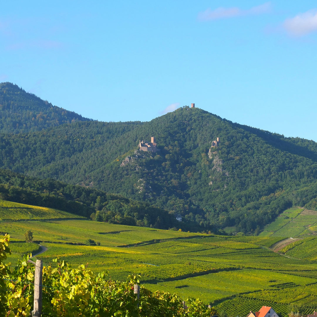 2021 Cave de Ribeauville, Riesling Collection Vendanges Manuelles