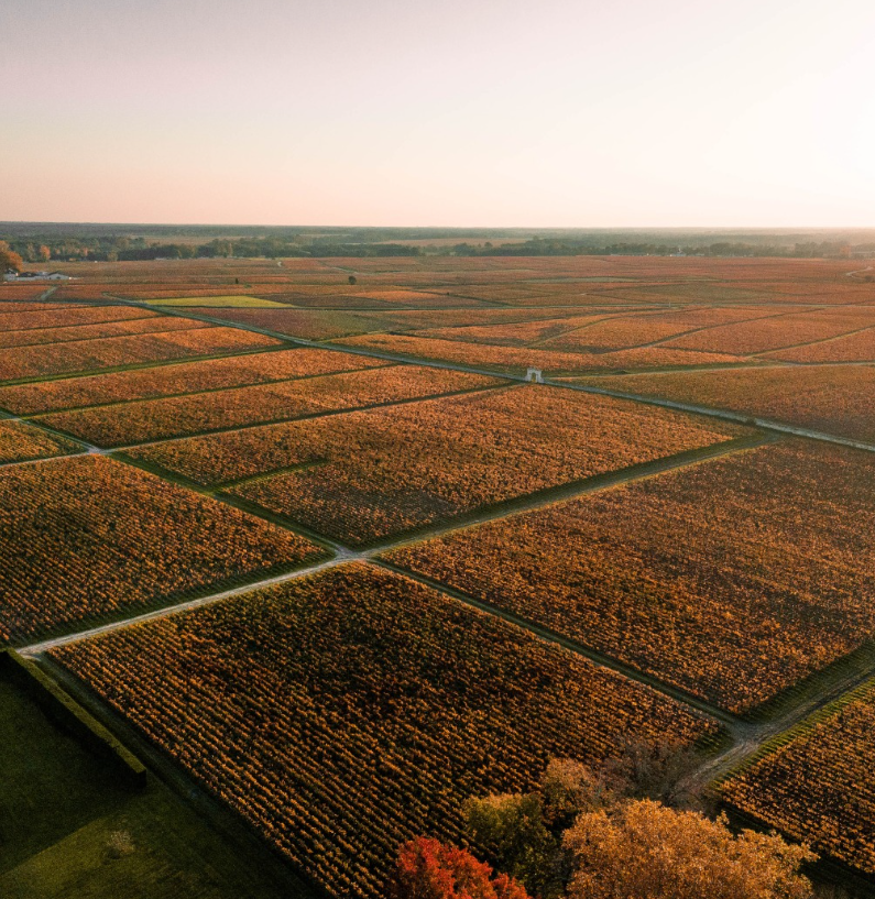 An expansive view of Château d'Issan’s vineyards during autumn, with neatly arranged plots glowing in warm golden hues.