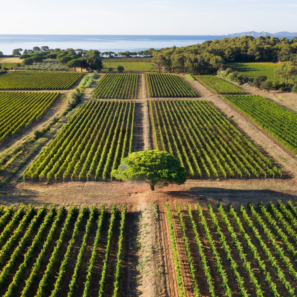 Aerial view of Clos Mireille vineyard in Provence, featuring symmetrical rows of vines and the Mediterranean coastline in the background.