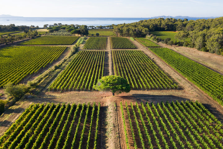 Aerial view of Clos Mireille vineyard in Provence, featuring symmetrical rows of vines and the Mediterranean coastline in the background.