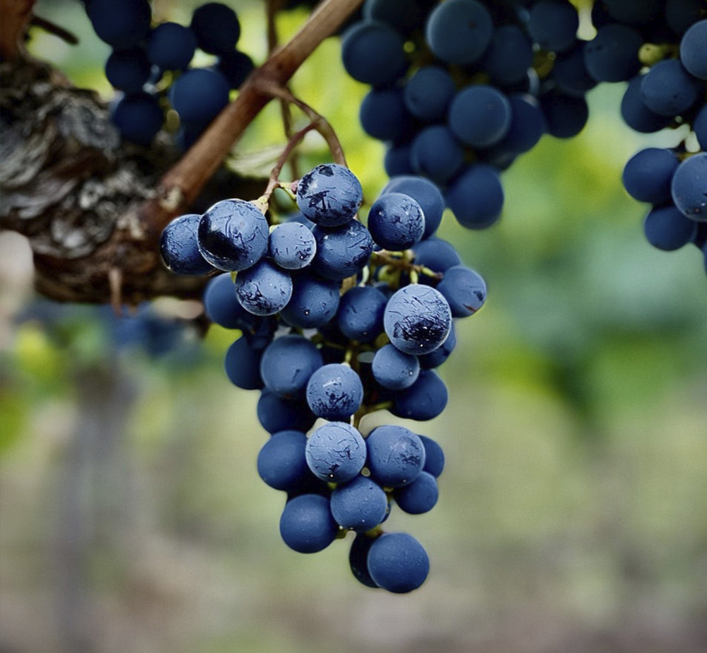 a photo of the bodega monteviejo red grapes