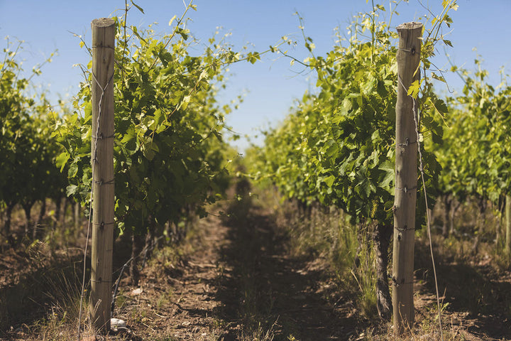 A photo of the bodega monteviejo vines in the sunshine