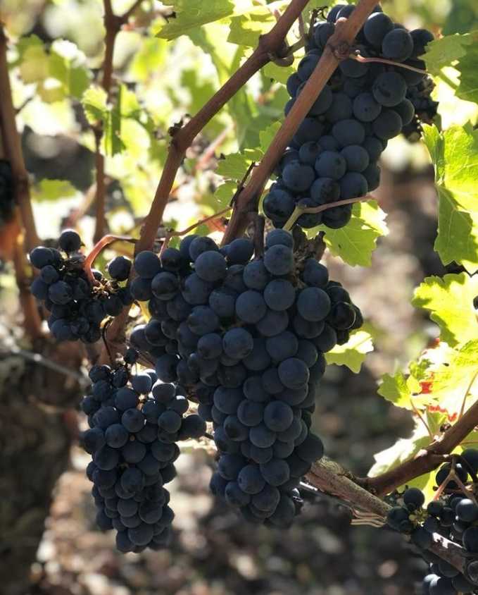 A cluster of ripe Bordeaux red grapes hanging on the vine, ready for harvest at a prestigious vineyard.