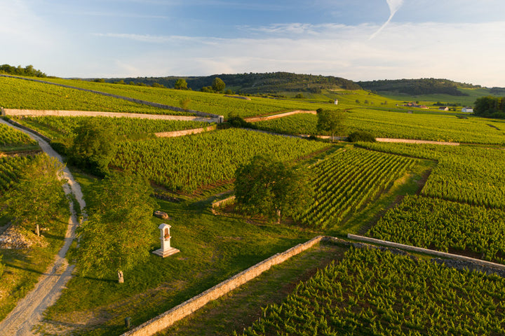 A stunning vineyard in Burgundy owned by Domaine Vincent Bouzereau, with lush green vines and picturesque countryside scenery.