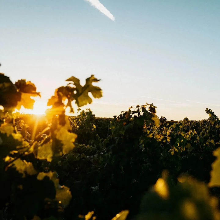 A photo of a sunrise at the Brane vineyard