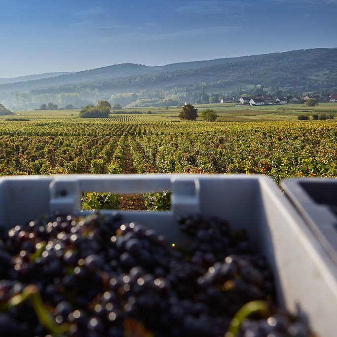 View of a Burgundy vineyard during harvest with a container of freshly picked grapes in the foreground and rolling hills in the background.