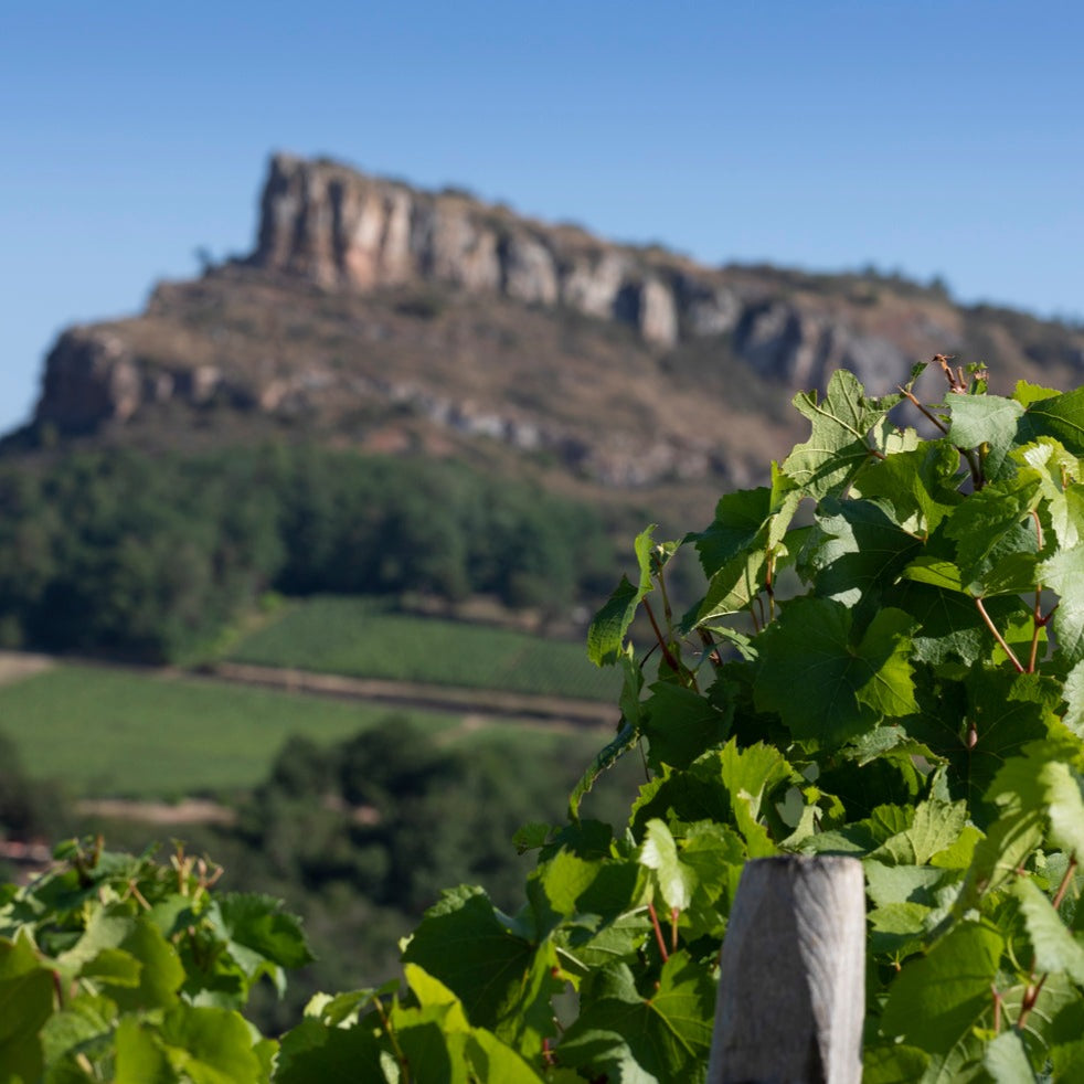 A picturesque view of a Burgundy vineyard with lush green grapevines and a rocky hill in the background.