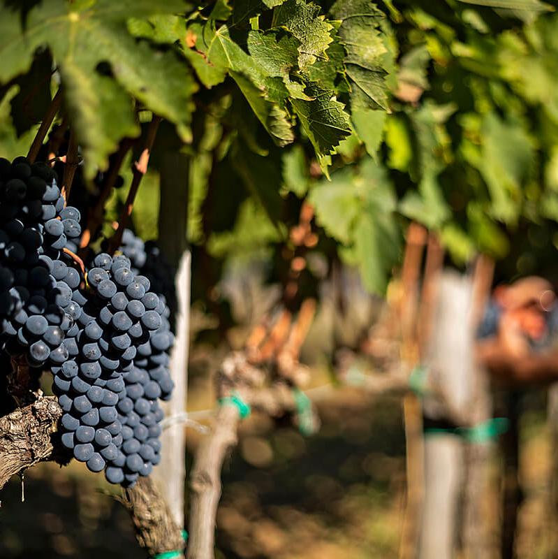 Sangiovese grapes on the vine at Capanna vineyard