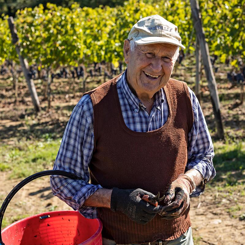 Elderly man harvesting grapes at Capanna vineyards, smiling warmly with vineyard rows in the background.