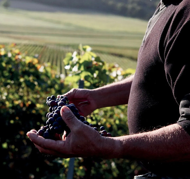 A vineyard worker inspecting freshly harvested Pinot Noir grapes in Champagne Bollinger’s vineyard.