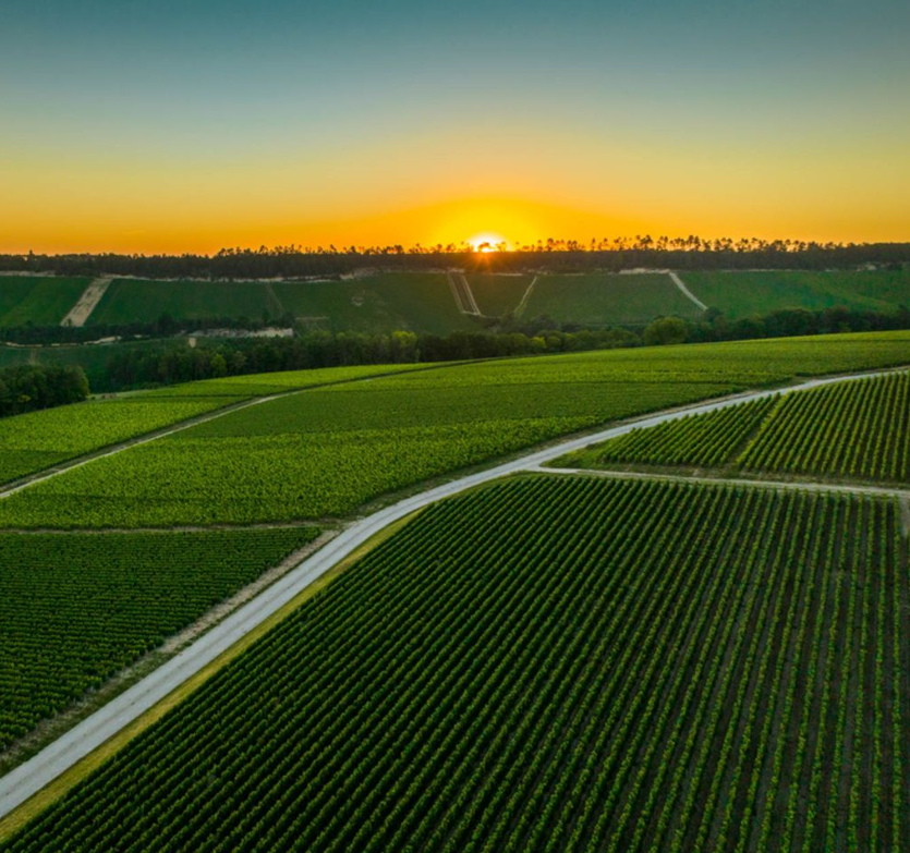 Sunset over the expansive vineyards of Champagne Gruet, highlighting its scenic beauty