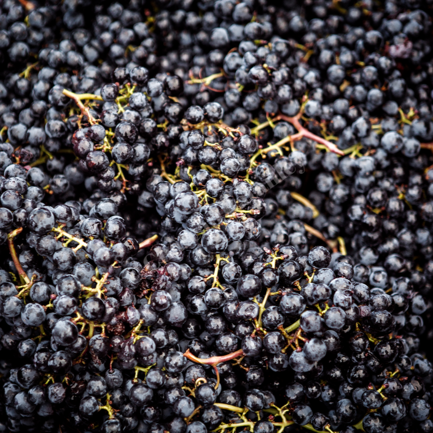 Close-up view of freshly harvested grapes used in wine production at Chateau Batailley, showcasing their rich and juicy texture.