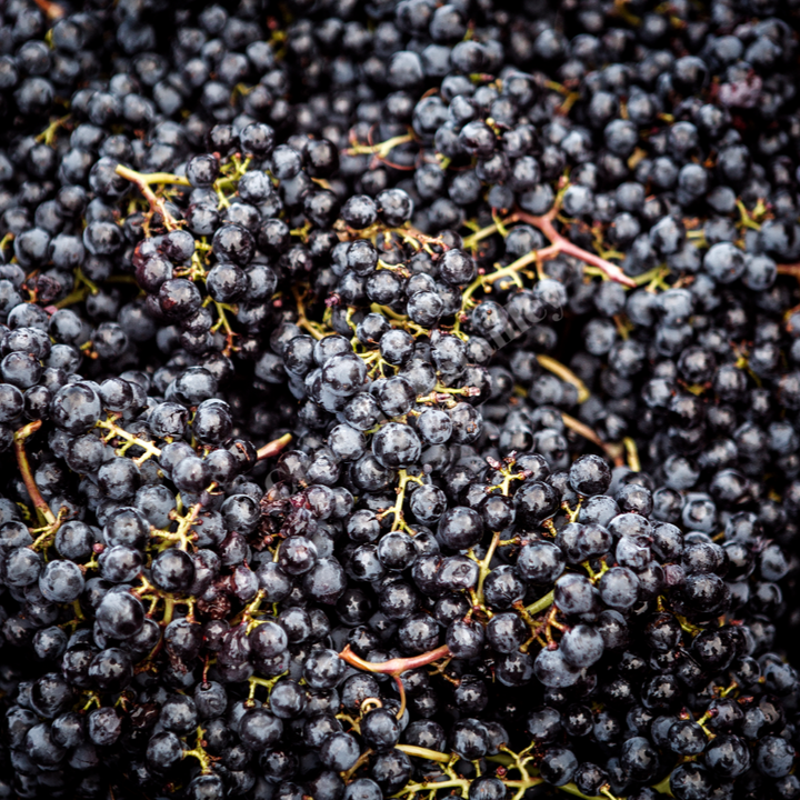 Close-up view of freshly harvested grapes used in wine production at Chateau Batailley, showcasing their rich and juicy texture.