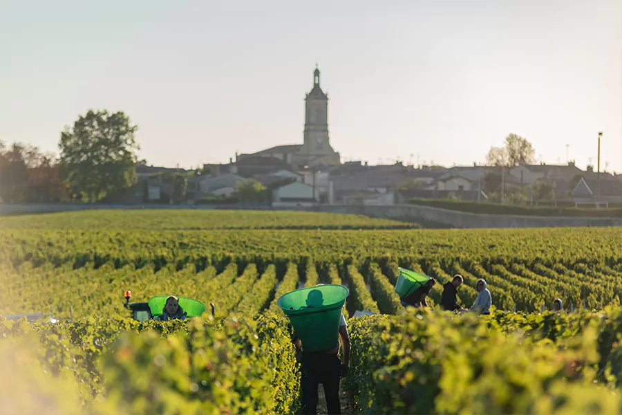  Vineyard workers harvesting grapes at Château Calon Ségur, with a scenic backdrop of Saint-Estèphe.