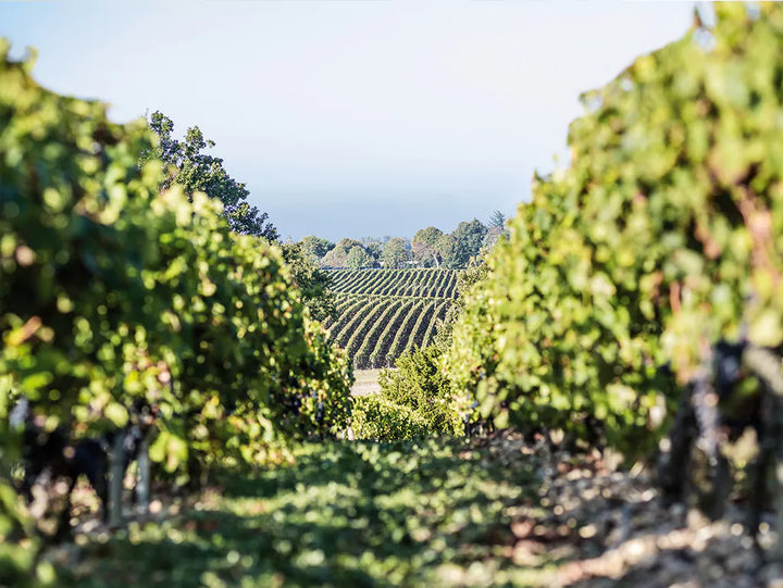 Lush vineyard rows at Château Calon Ségur, stretching towards the horizon in the heart of Bordeaux.