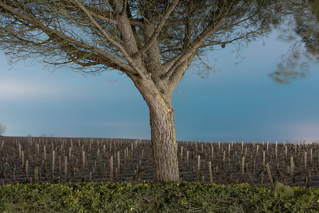 A lone tree stands in the winter vineyard of Château Calon Ségur, showcasing the vineyard's seasonal beauty.