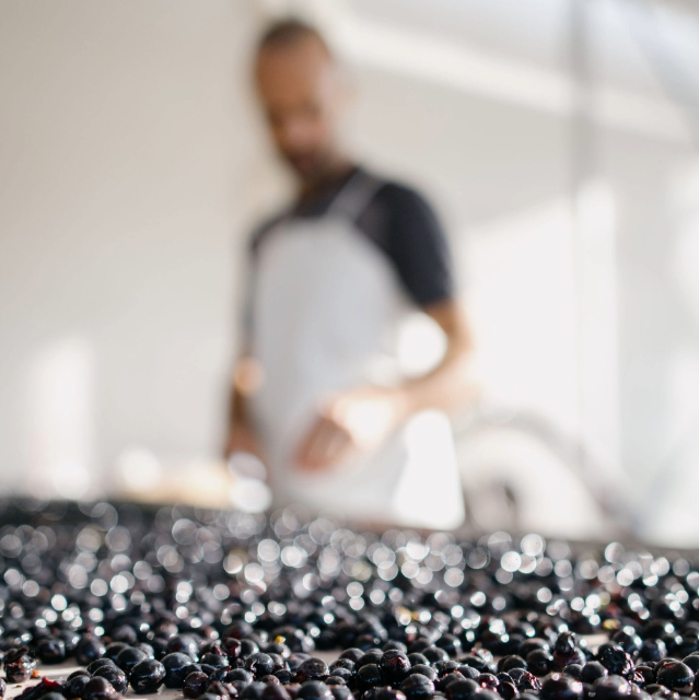 A winemaker sorting freshly harvested grapes at Château Cantemerle.