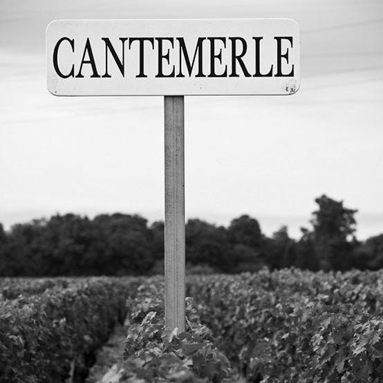 Black and white image of the Cantemerle vineyard sign standing amid lush grapevines.