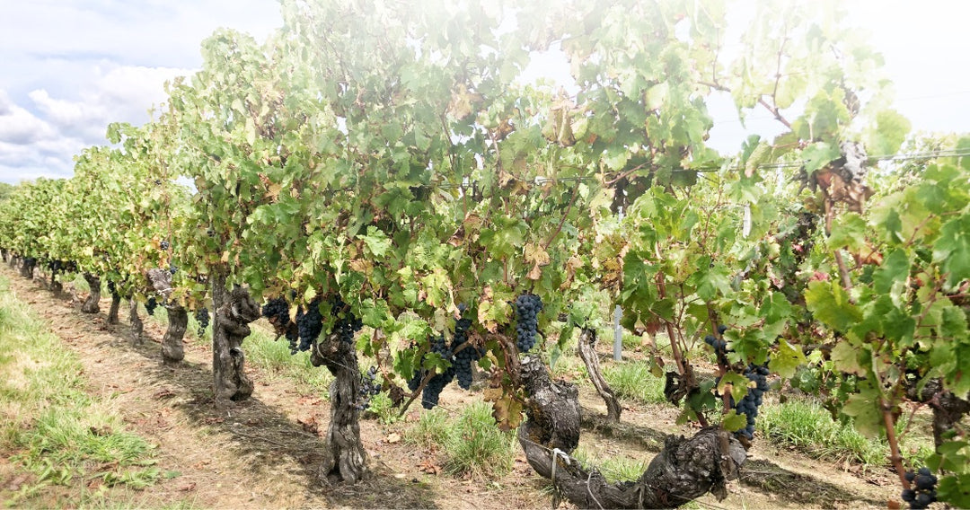 Verdant vineyard rows with ripe grapes at Château des Landes.