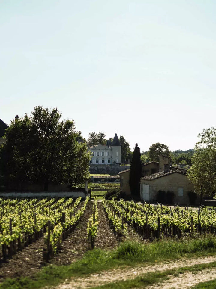 The vineyards of Château Lafite Rothschild with the historic château in the background.