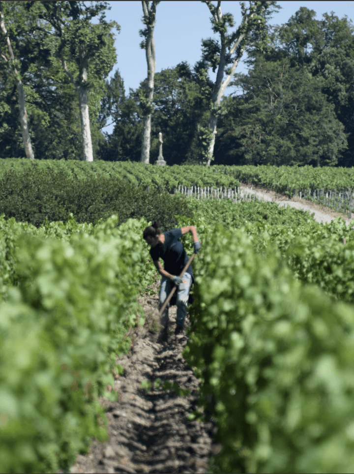 A lush vineyard at Château Léoville-Poyferré showcasing biodiversity and natural surroundings.