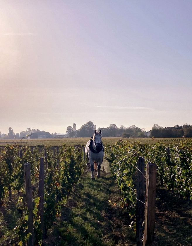 Horse plowing through the vineyards at Château L'Évangile, showcasing sustainable viticulture.