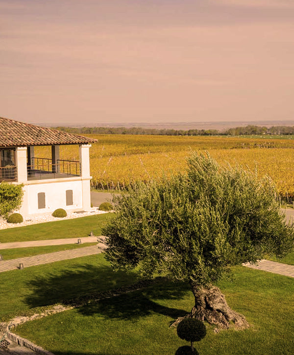 A scenic view of Château Sociando-Mallet's vineyard estate, featuring lush green landscapes and historic architecture in Bordeaux.