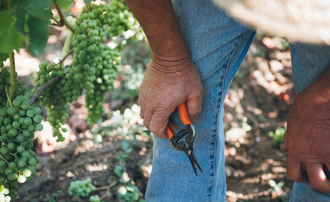 grapes being cut on the chateau berliquet vineyard